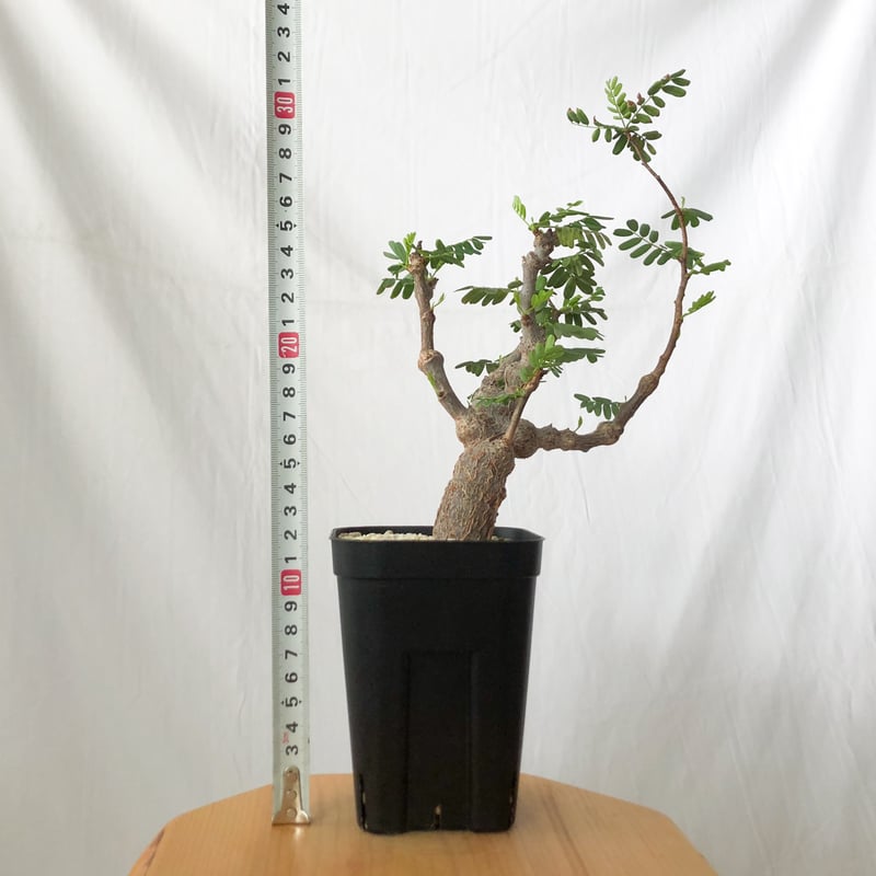 センナ メリディオナリス 輸入株 Senna Meridionalis コーデックス