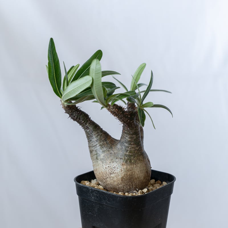 パキポディウム グラキリス pachypodhium Gracilius 塊根植物