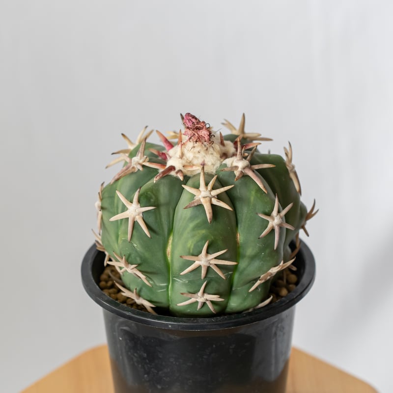 エキノカクタス 白棘翠平丸 接ぎおろし Echinocactus horizonthaloni