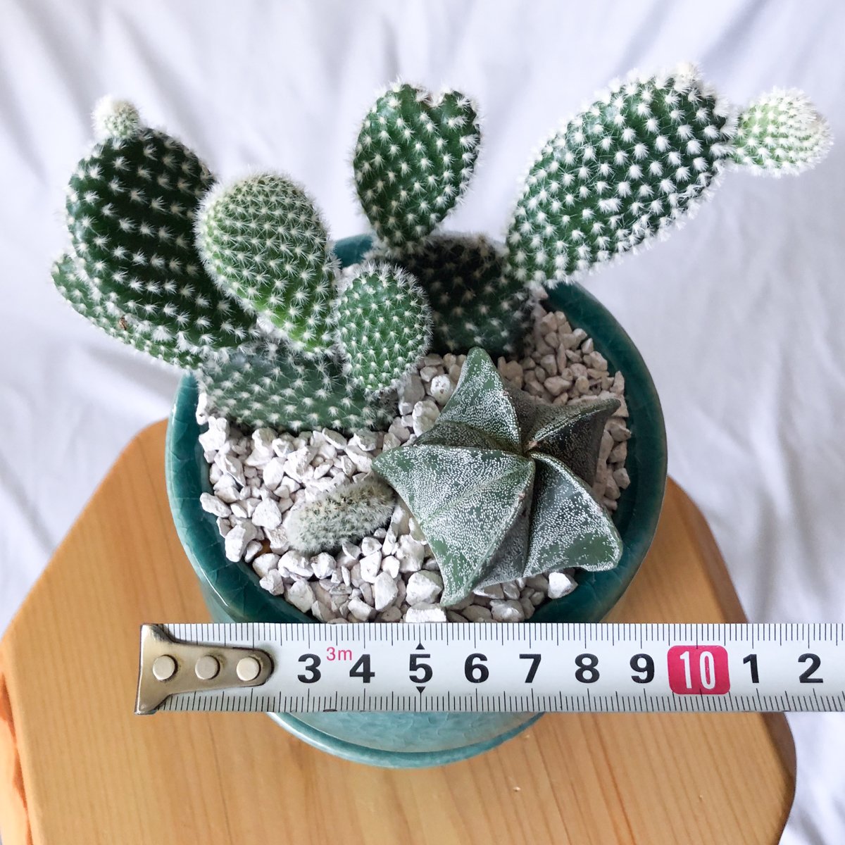 バニーカクタス＆ランポー 寄せ植え 鉢セットオプンチア アストロ