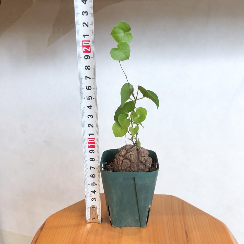 亀甲竜 ディオスコレア・エレファンティペス Dioscorea