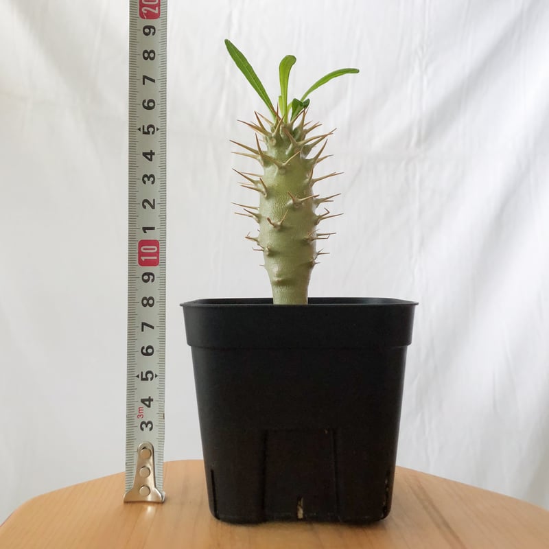 国内実生 パキポディウム アンボンゲンセ ambongense 3 Pachypodium ambongense【パキポディウム・アンボンゲンセ・実生