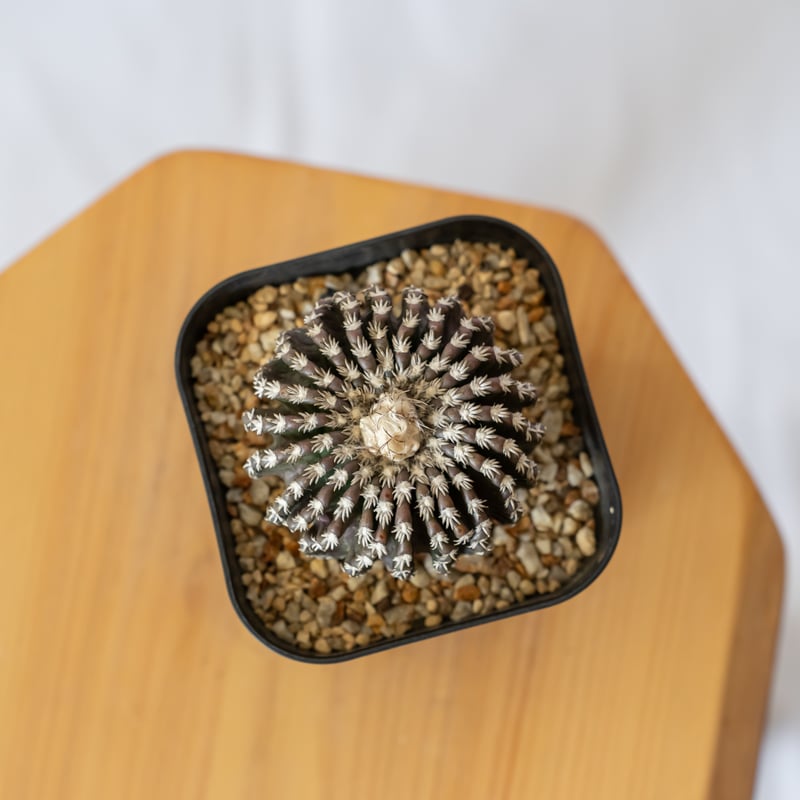 ディスコカクタス ホルスティ 実生 美株 Discocactus horstii