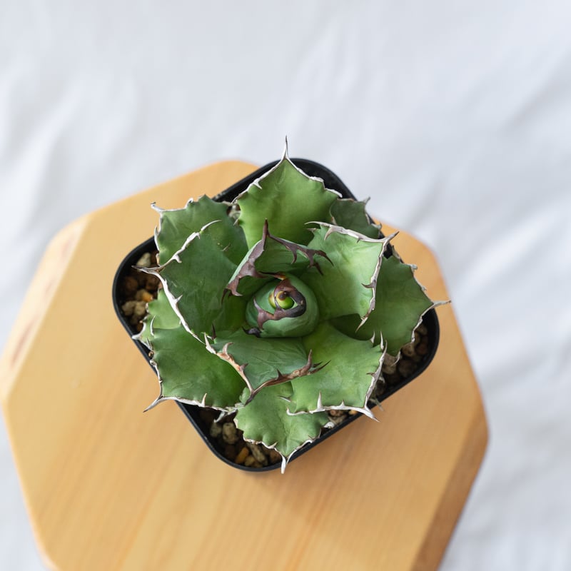 発根管理中】アガベ チタノタ 姫厳龍 Agave titanota 美株 多肉