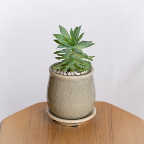 セデベリア ファンファーレ 鉢セット Sedeveria Fanfare 多肉植物 観葉植物 インテリアグリーン 静岡 ANTIDOTE 通販 S1296