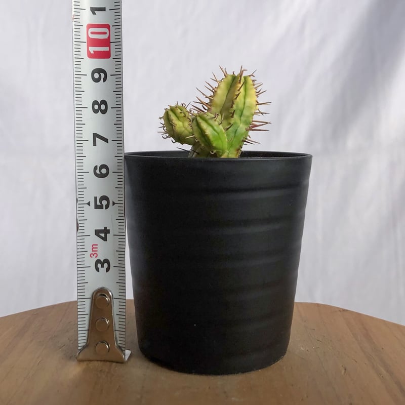 ユーフォルビア 紅彩閣錦 実生 エノプラ 斑入り Euphorbia enopla 塊根
