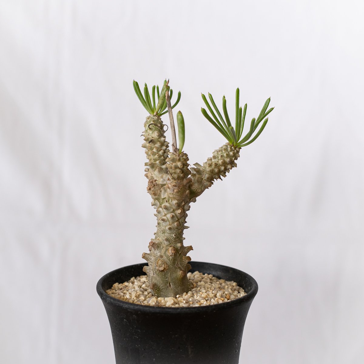 チレコドン ワリチー 奇峰錦 実生 Tylecodon wallichii コーデックス