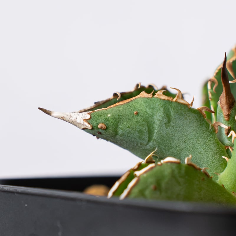 アガベ チタノタ ブツブツノーネーム TC株【発根管理中】Agave