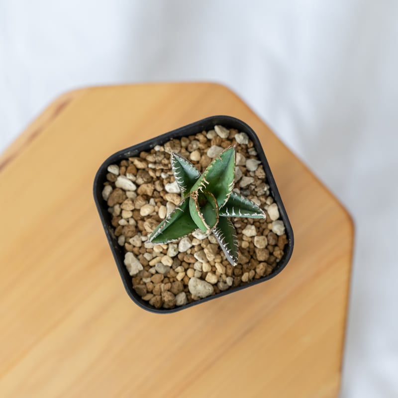 アガベ チタノタ 鬣蜥 イグアナ TC株 Agave titanota 多肉植物 珍奇