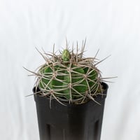 ギムノカリキウム フェロシオール 実生 Gymnocalycium hybopleurum v. ferocior サボテン 多肉植物 珍奇植物 静岡 ANTIDOTE 通販 S641