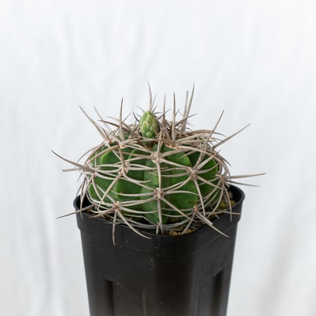 ギムノカリキウム フェロシオール 実生 Gymnocalycium hybopleurum v. ferocior サボテン 多肉植物 珍奇植物 静岡 ANTIDOTE 通販 S641