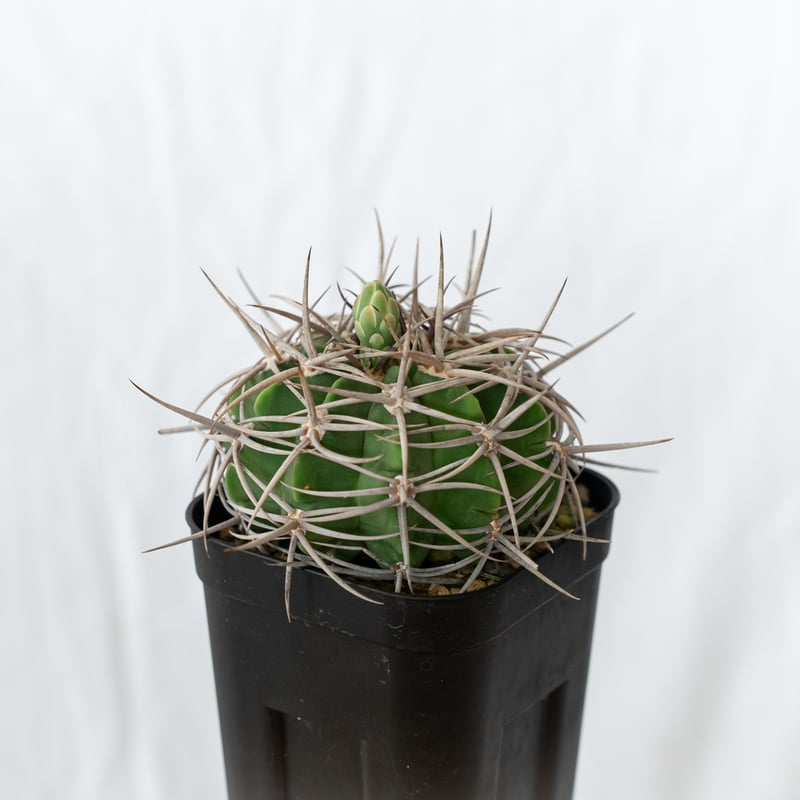 ギムノカリキウム フェロシオール 実生 Gymnocalycium hybopleurum v