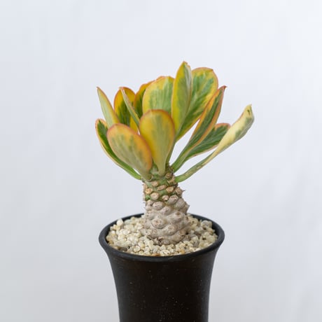 ユーフォルビア ポイゾニー錦  Euphorbia poissonii 多肉植物 珍奇植物 静岡 ANTIDOTE 通販 S632