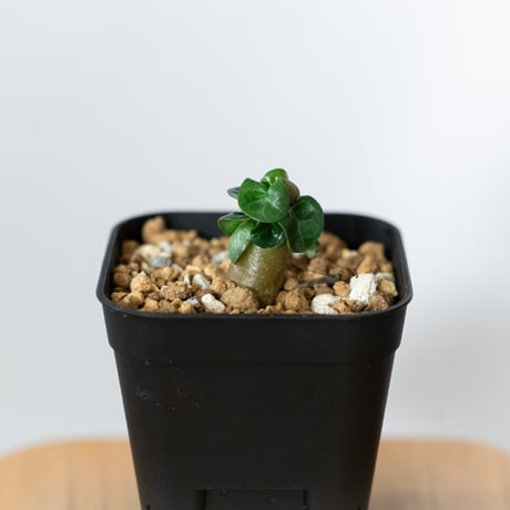 アデニウム アラビカム ドーセットホーン 獅子葉 実生 Adenium Arabicum Dorset Horn 塊根植物 コーデックス 多肉植物 珍奇植物 静岡 ANTIDOTE 通販 S1454
