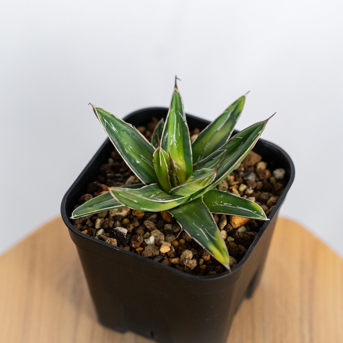 アガベ 笹の雪 サンキング OC株 Agave victoriae-reginae varie