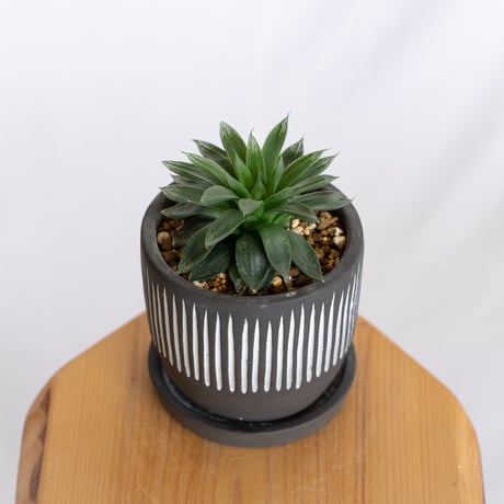 多肉植物　ハオルチア　オブツーサ ハオルチアオブツーサ | STORES