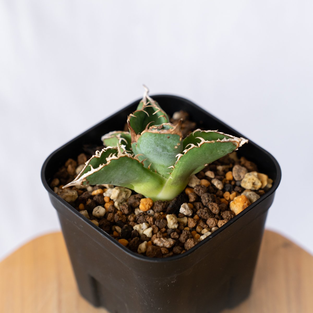 アガベ チタノタ ブツブツノーネーム TC株【発根管理中】Agave