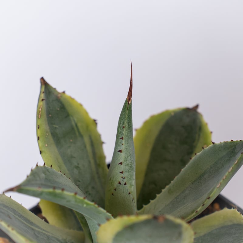 アガベ ポタトラム 三宅雷神 OC株 【発根管理中】Agave potatorum Miyak