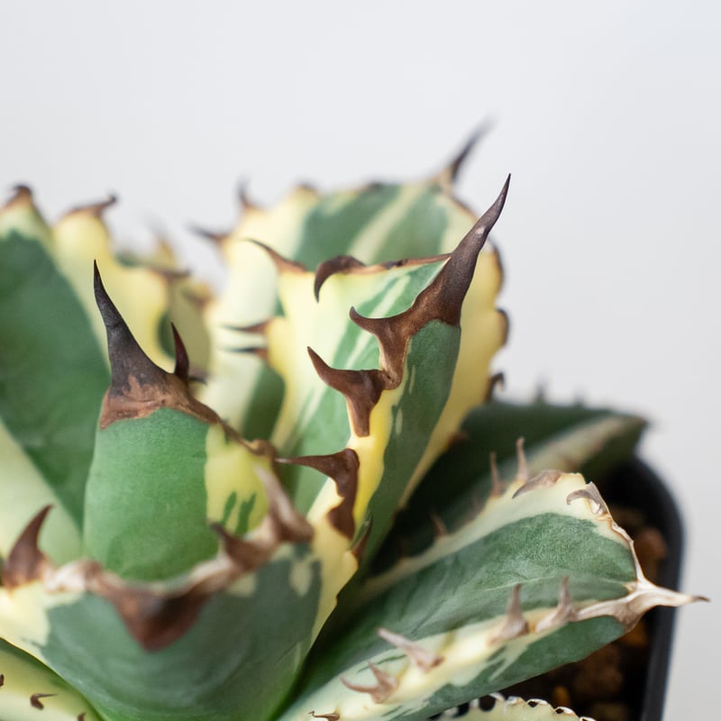 アガベ チタノタ 姫厳竜 白覆輪 姫厳竜錦 姫厳龍錦 TC株 ベアルート