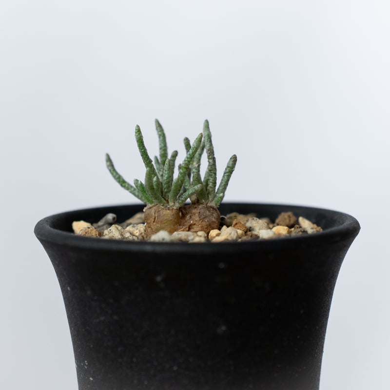 アボニア クイナリア 実生 Avonia quinaria 塊根植物 コーデックス