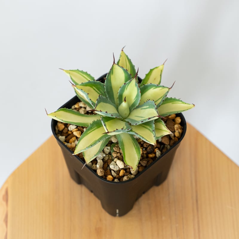 アガベ チタノタ 吉祥冠錦 OC株【発根管理中】斑入り Agave potatorum