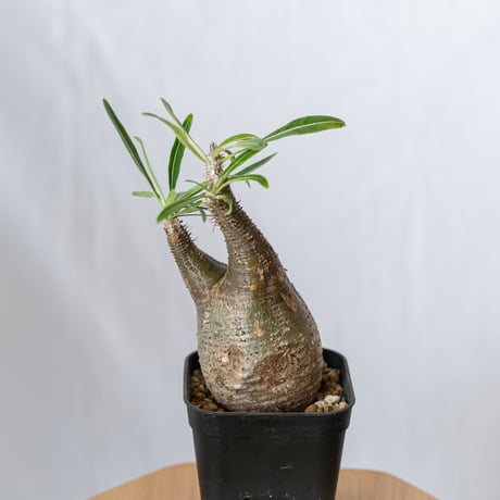 パキポディウム グラキリス pachypodhium Gracilius 塊根植物 コーデックス 多肉植物 珍奇植物 静岡 ANTIDOTE 通販 S398