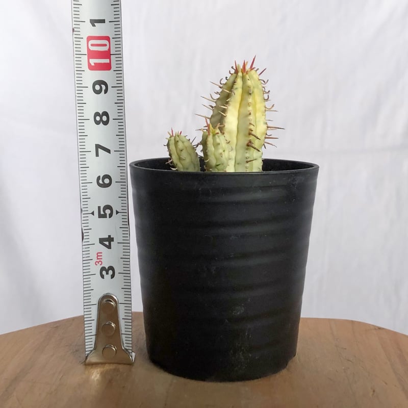 ユーフォルビア 紅彩閣錦 実生 エノプラ 斑入り Euphorbia enopla 塊根