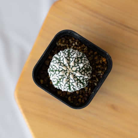 アストロフィツム スーパー兜 Vタイプ アロータイプ 実生 Astrophytum asterias Super Kabuto V サボテン 多肉植物 珍奇植物 静岡 ANTIDOTE 通販 S753