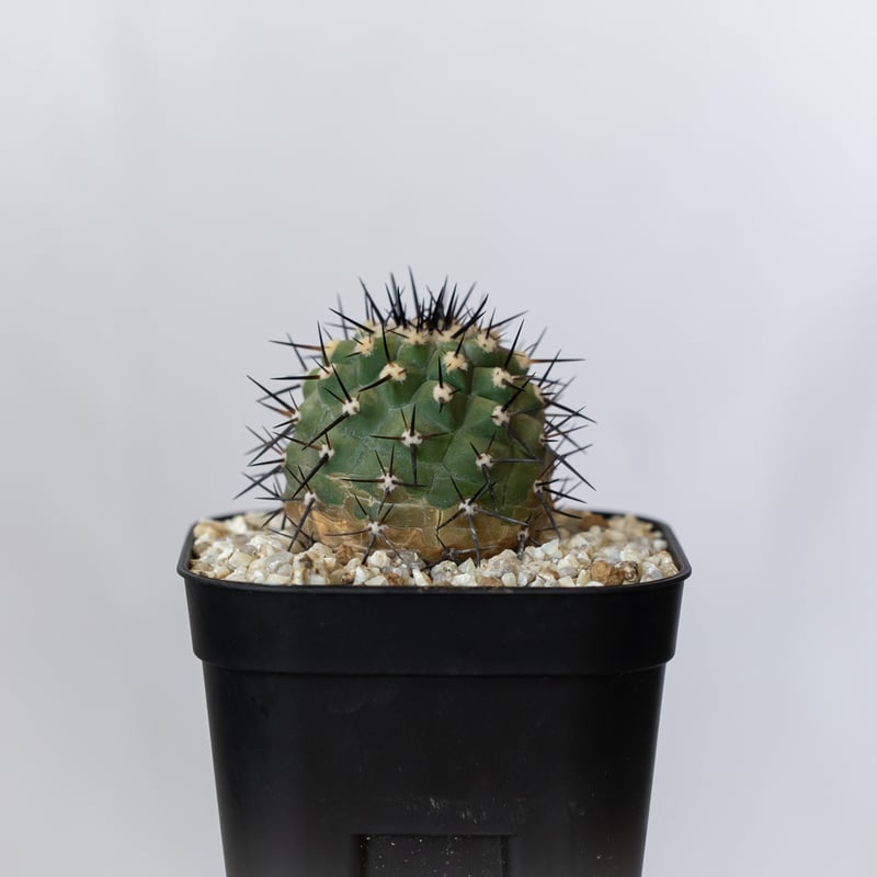 コピアポア 黒王丸 実生 Copiapoa cinerea サボテン 多肉植物 珍奇植物