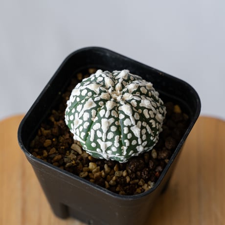 アストロフィツム スーパー兜 Vタイプ アロータイプ 実生 Astrophytum asterias Super Kabuto V サボテン 多肉植物 珍奇植物 静岡 ANTIDOTE 通販 S753