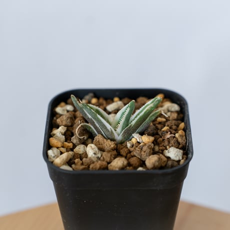 アガベ チタノタ 鷹の目 鷹眼【発根管理中】TC株 Agave titanota Hawk e