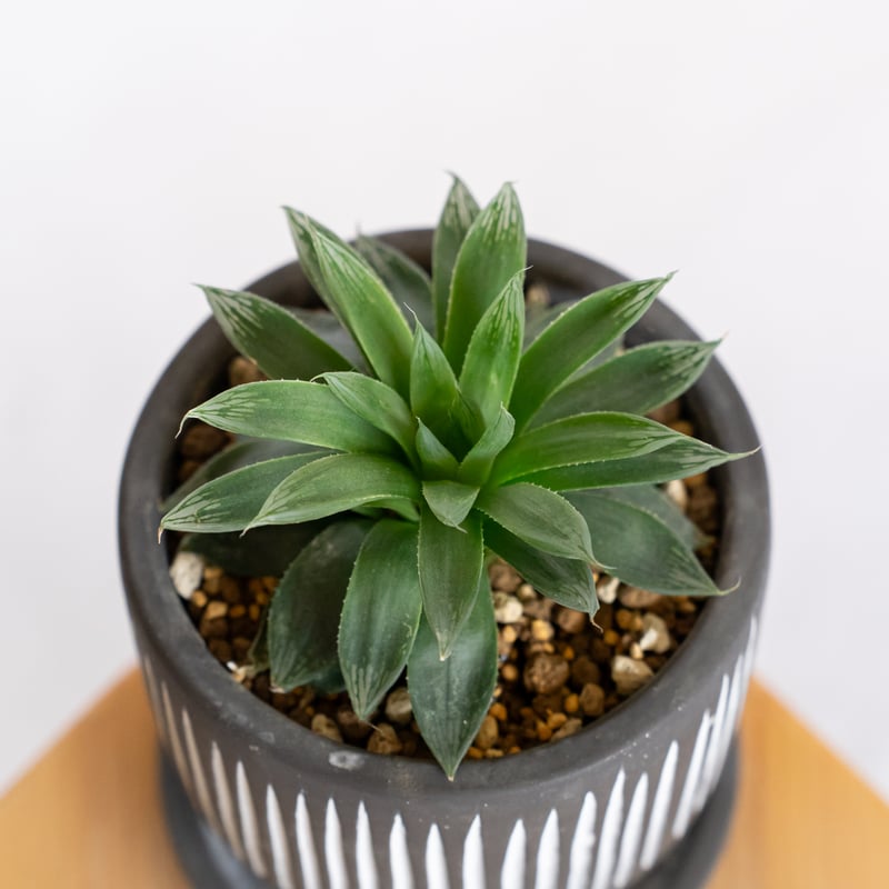 ハオルチア オブツーサ ハイブリッド 鉢セット Haworthia obtusa hybrid