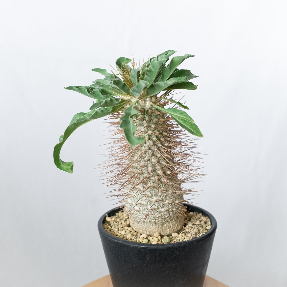 パキポディウム ナマクアナム 光堂 接木 大株 実生 Pachypodium