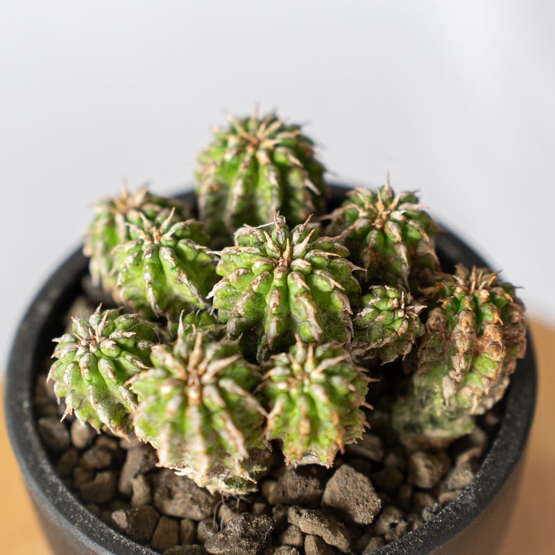 ユーフォルビア セプルタ Euphorbia sepulta 多肉植物 珍奇植物 ANTID