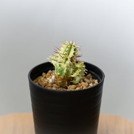 ユーフォルビア 紅彩閣錦 エノプラ 斑入り Euphorbia enopla 塊根植物 多肉植物 珍奇植物 静岡 ANTIDOTE 通販 S982