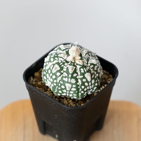 アストロフィツム スーパー兜 Vタイプ アロータイプ 実生 Astrophytum asterias Super Kabuto V サボテン 多肉植物 静岡 ANTIDOTE 通販 S1474