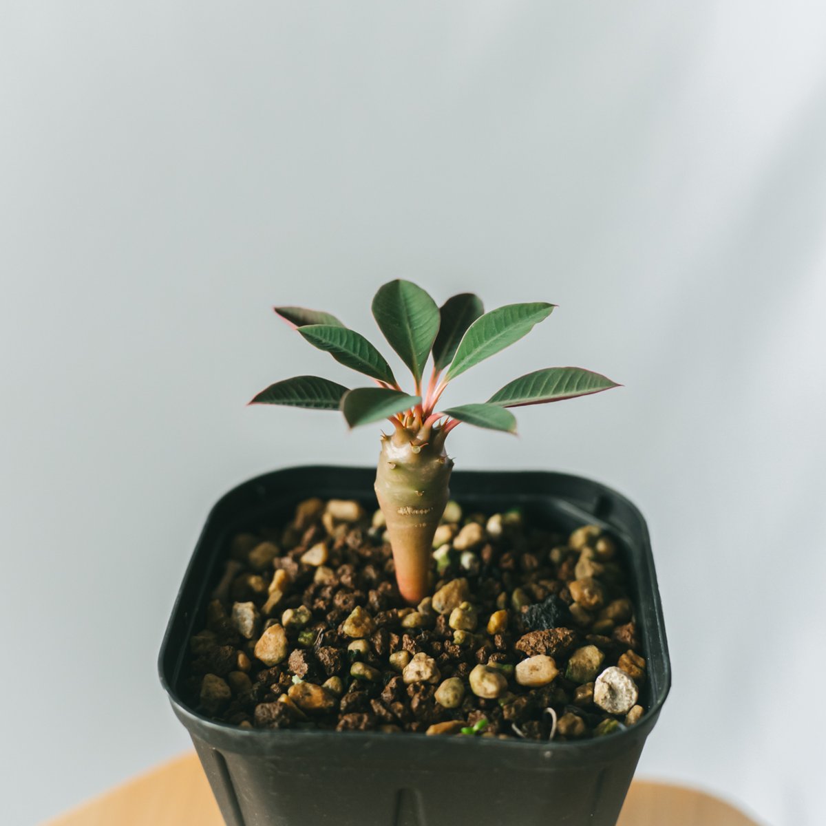 ユーフォルビア パキポディオイデス Euphorbia pachypodioides 多肉植物