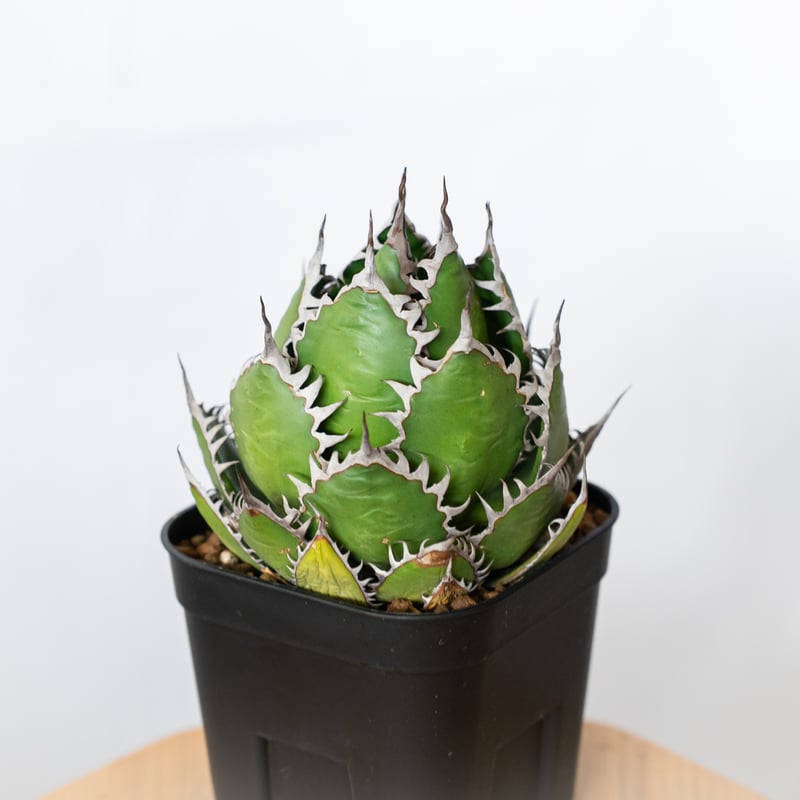 アガベ ホリダ 美株 【発根管理中】OC株 Agave horrida 多肉植物 珍奇