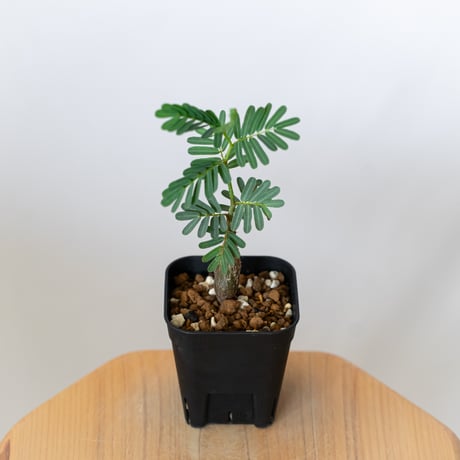 センナ メリディオナリス 実生 Senna Meridionalis 灌木コーデックス 塊根植物 多肉植物 珍奇植物 静岡 ANTIDOTE 通販 S1494