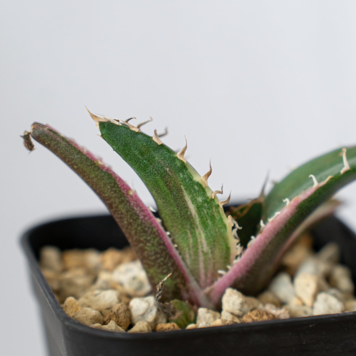 アガベ チタノタ 白鯨 白鯨錦 白覆輪【発根管理中】TC株 Agave