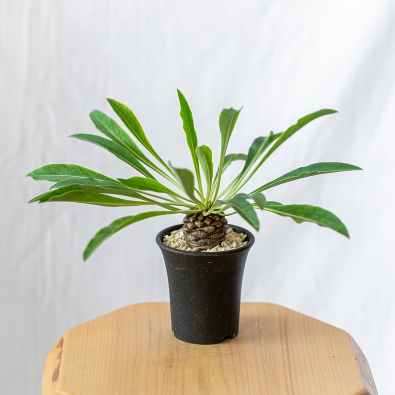 ユーフォルビア ブプレウリフォリア 鉄甲丸 ③ 大型 塊根植物 夏型