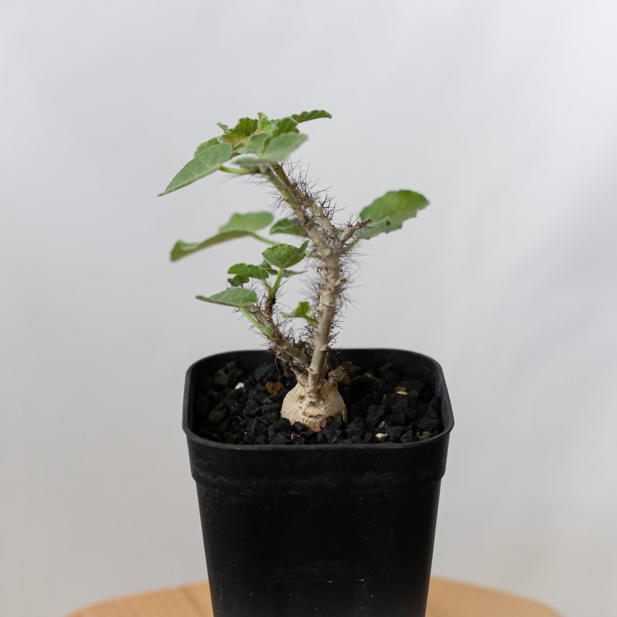 ヤトロファ マルギナータ 実生 jatropha marginata 塊根植物