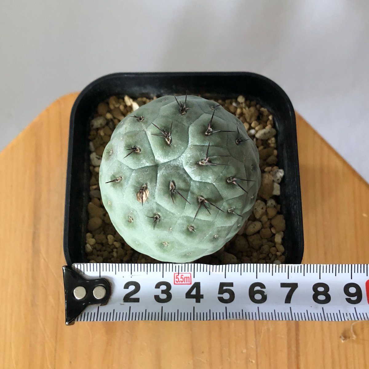 テフロカクタス ゲオメトリクス 実生【発根管理中】Tephrocactus