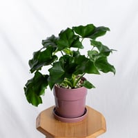 フィロデンドロン セローム 鉢セット Horsehead philodendron 観葉植物 多肉植物 インテリアグリーン 静岡 ANTIDOTE 通販 S1300
