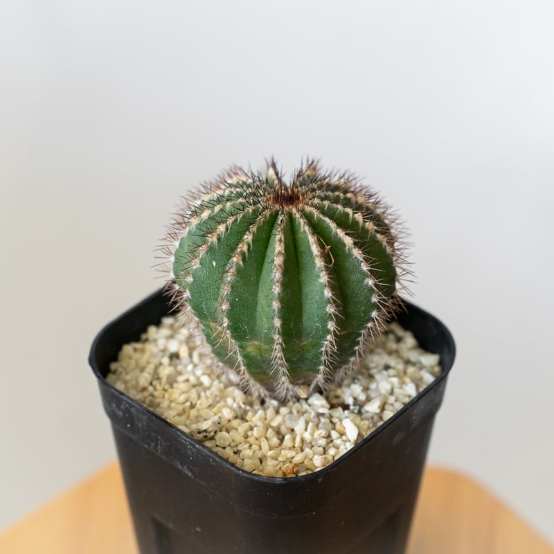 ユーベルマニア ペクチニフェラ 実生 Uebelmannia pectinifera サボテン