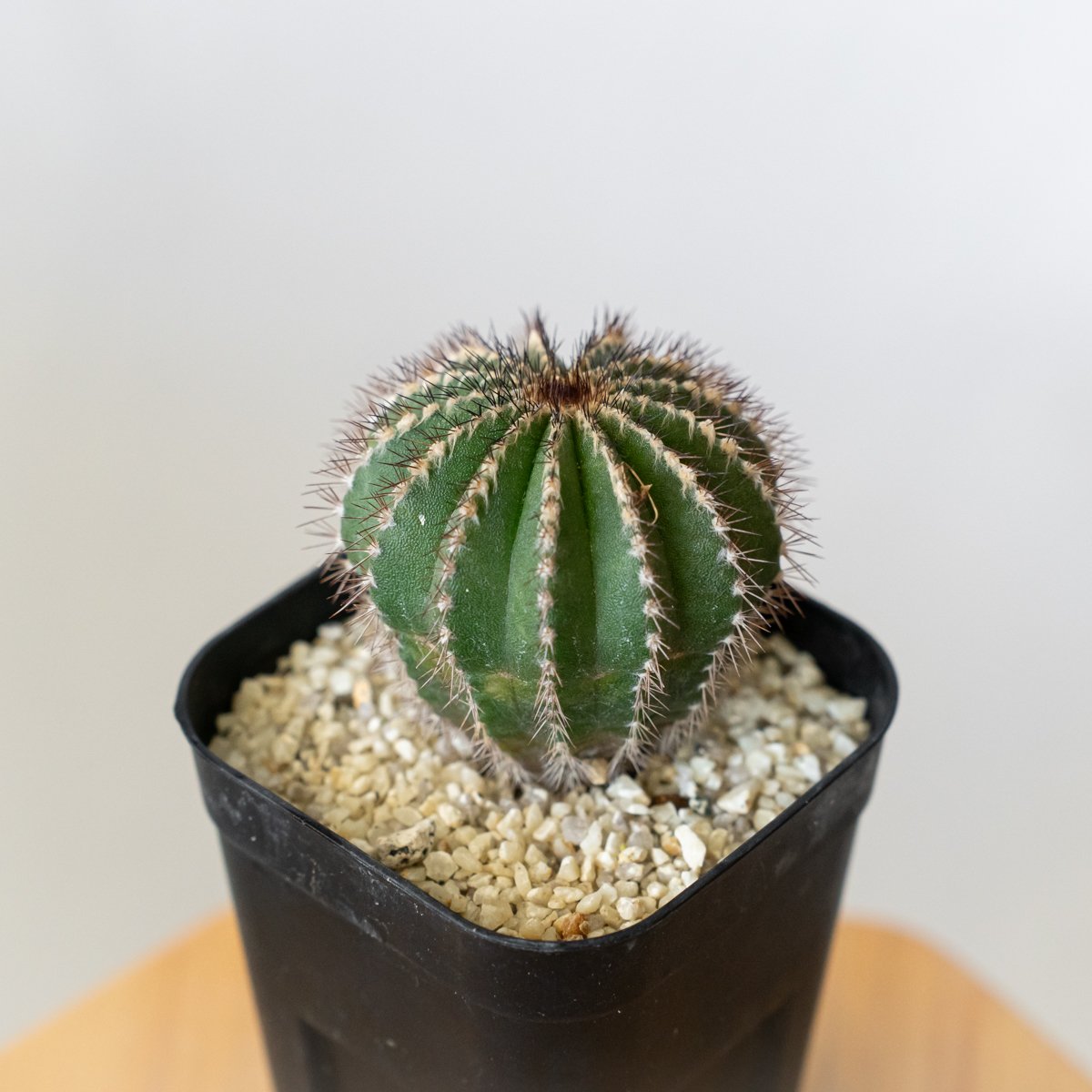 ユーベルマニア ペクチニフェラ 実生 Uebelmannia pectinifera サボテン