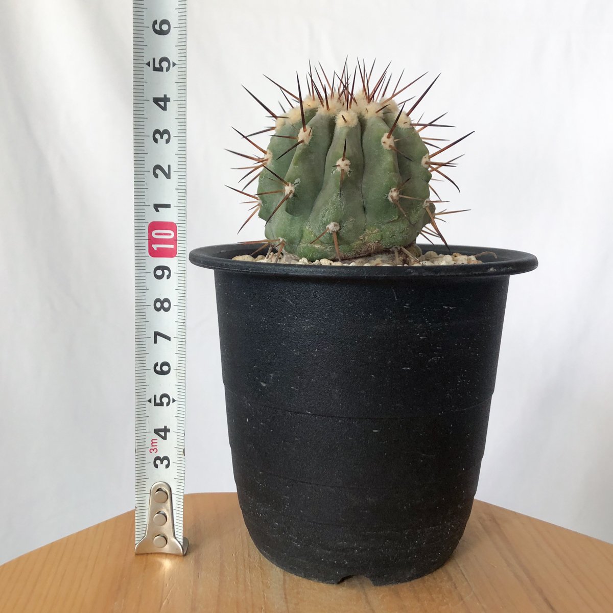 コピアポア 黒王丸 実生 Copiapoa cinerea サボテン 多肉植物 珍奇植物