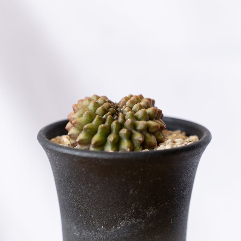 ギムノカリキウム 刺無牡丹玉 Gymnocalycium mihanovichii サボテン