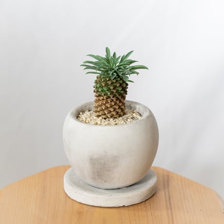 パイナップルコーン | STORES