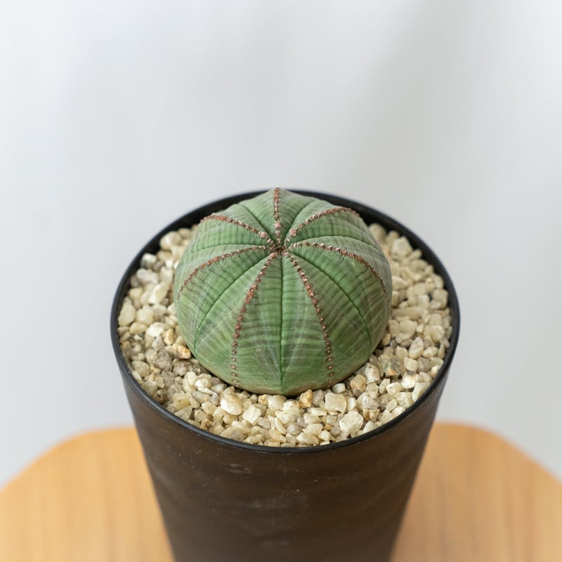 ユーフォルビア オベサ 美株 実生 Euphorbia obesa 多肉植物 珍奇植物